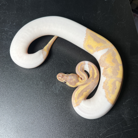 BANANA PIED