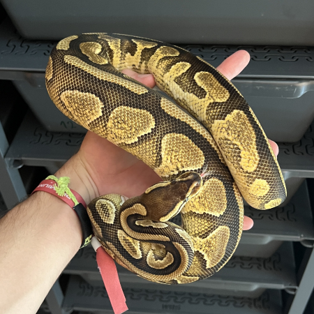 BLACK PASTEL ENCHI RED STRIPE het PIED poss GRAVEL