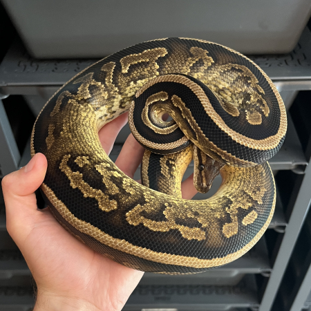 BLACK PASTEL RED STRIPE het PIED poss GRAVEL