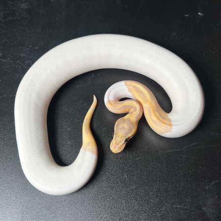 BANANA PIED