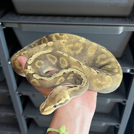 GHI LEMON PASTEL BLACK PASTEL het HYPO