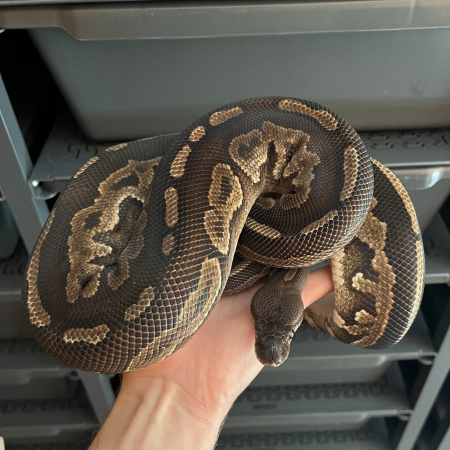 BLACK PASTEL PHANTOM
