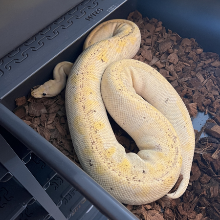PUMPKIN CHAMPAGNE LEMON PASTEL poss GHI