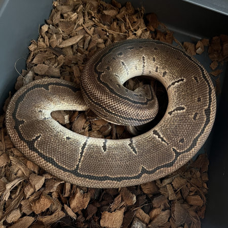 PINSTRIPE het TSK AXANTHIC