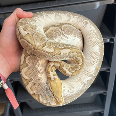 BAMBOO dh LAVENDER ALBINO PIED