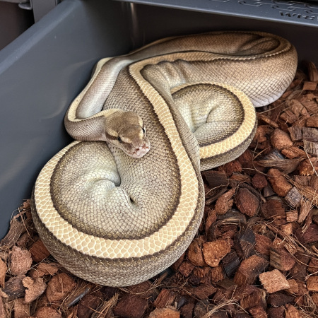 BUTTER ENCHI GENETIC STRIPE