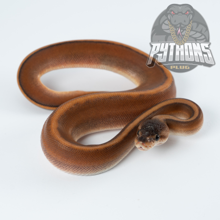 BLACK PASTEL GENETIC STRIPE poss HET LAVENDER