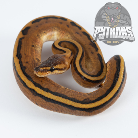 GENETIC STRIPE poss HET LAVENDER