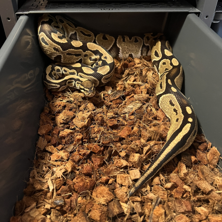 DH GENETIC STRIPE HYPO/LAVENDER ALBINO