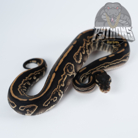 BLACK PASTEL BLACK HEAD het HYPO poss het TSK AXANTHIC